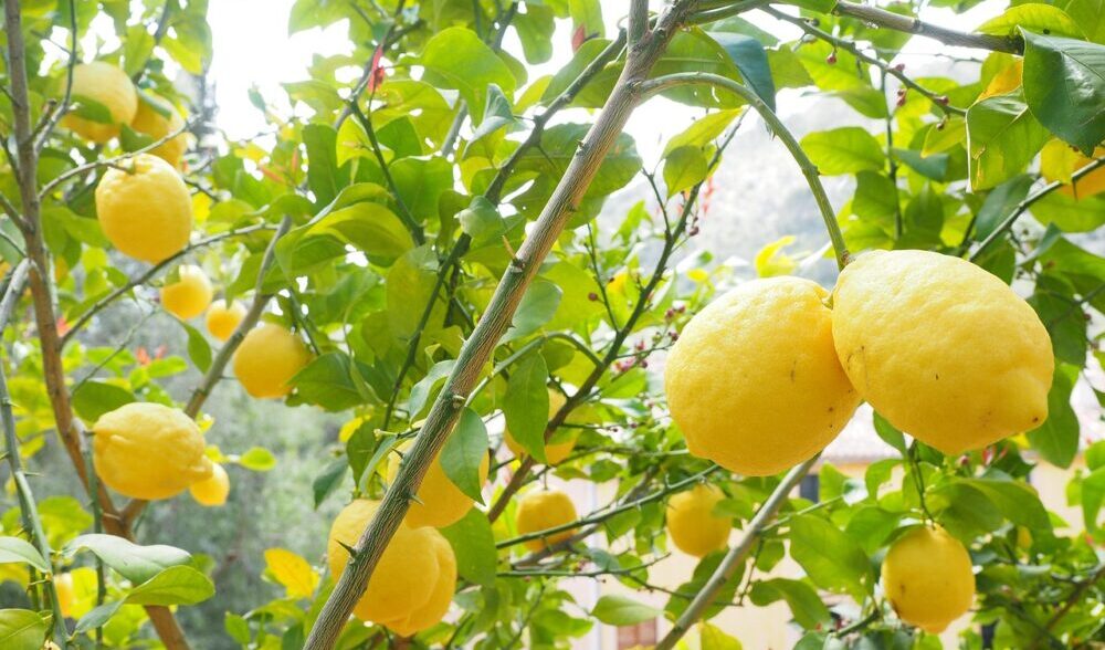 WOTEのレモン精油は果実から採油されます