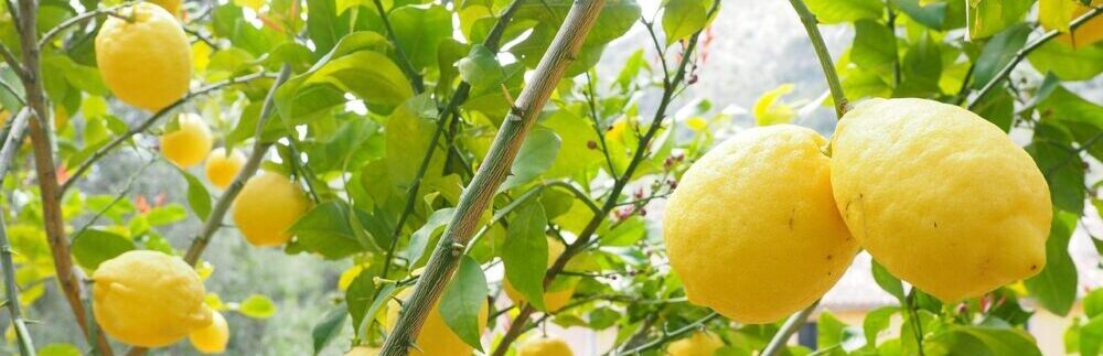 WOTEのレモン精油は果実から採油されます