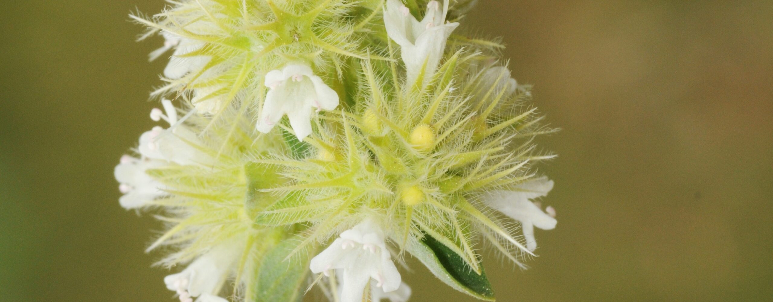 スパニッシュマジョラム